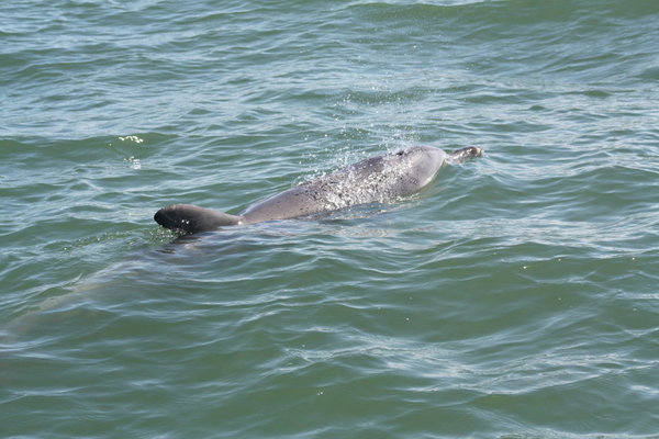 Dolphin! Bunbury Western Aus