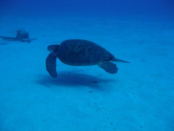 Sea Turtle coming...