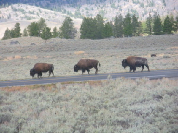 bison on the road