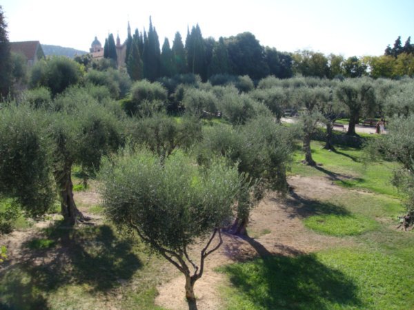 Olive Trees in the Park of the Matisse Museum