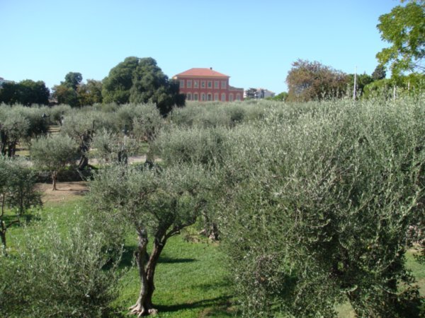 Olive Trees in the Park of the Matisse Museum