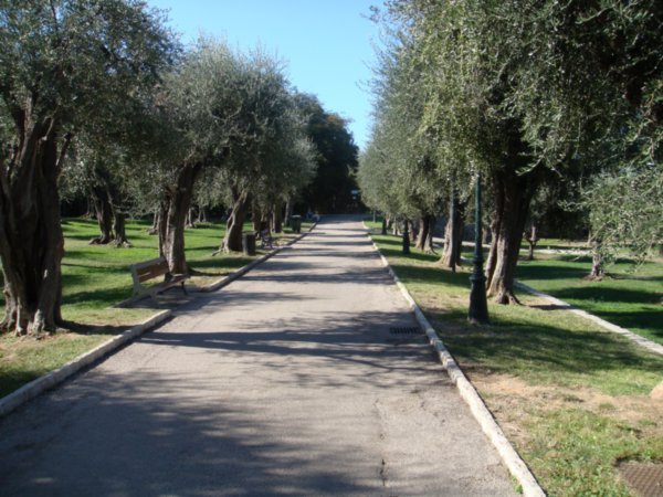 Path to the Matisse Museum lined with Olive Trees