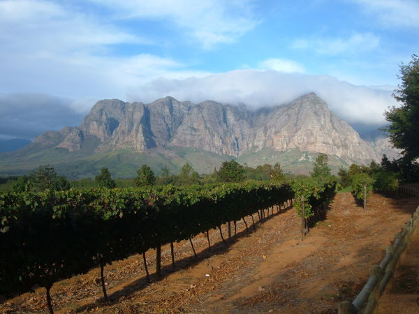 Mountainous vineyards