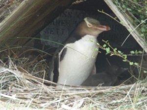 Yellow eyed penguin and chick