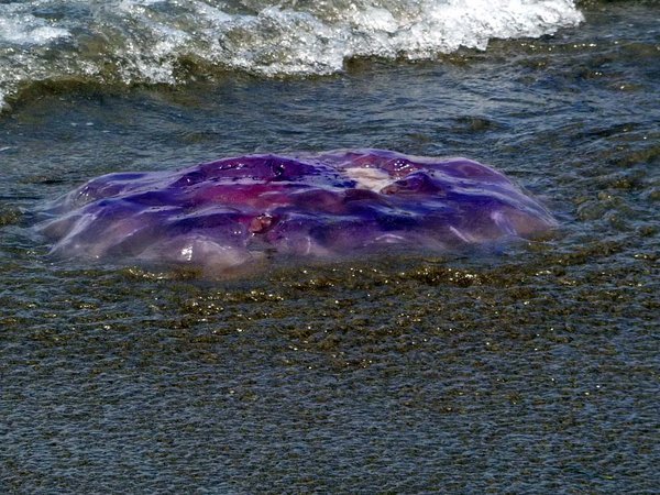Huge stinging jellyfish