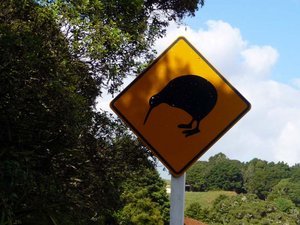 Watch out for the Kiwi