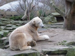 Berlin - Zoo, the famous Knut