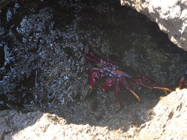 bright red crab