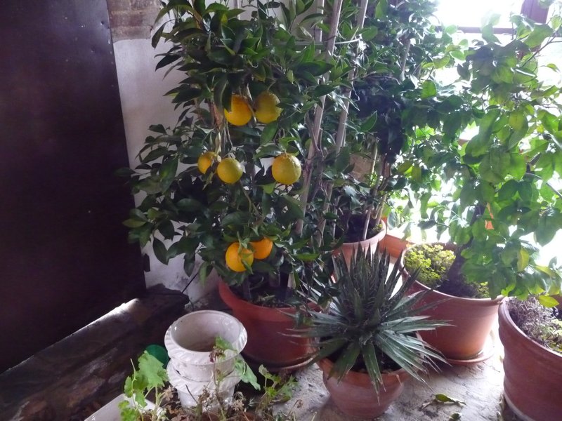 Orange and Lemon trees = Marmelade!!!