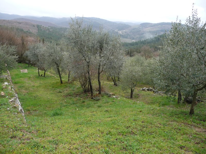 Some of the Olive terraces