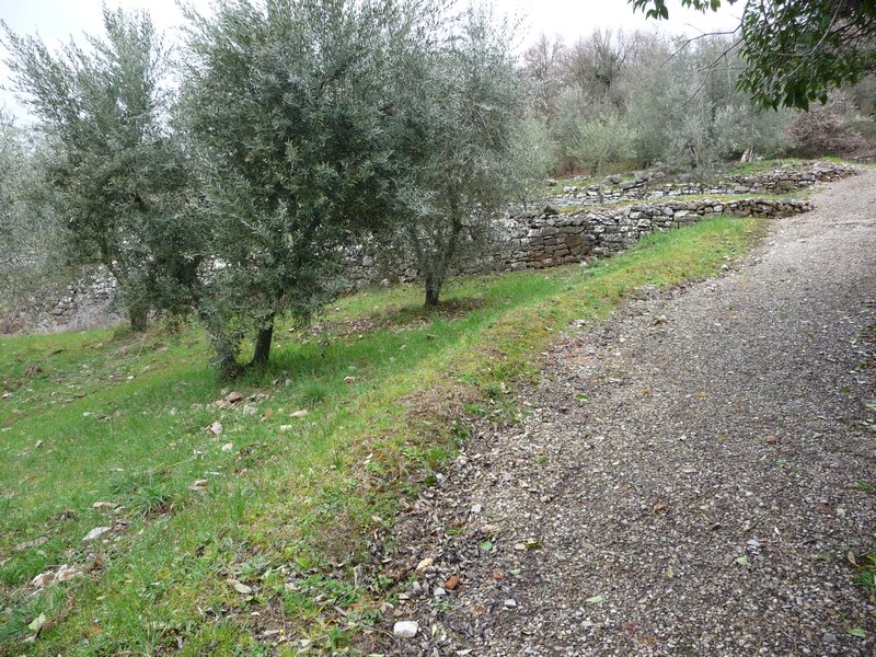 More Olive terraces