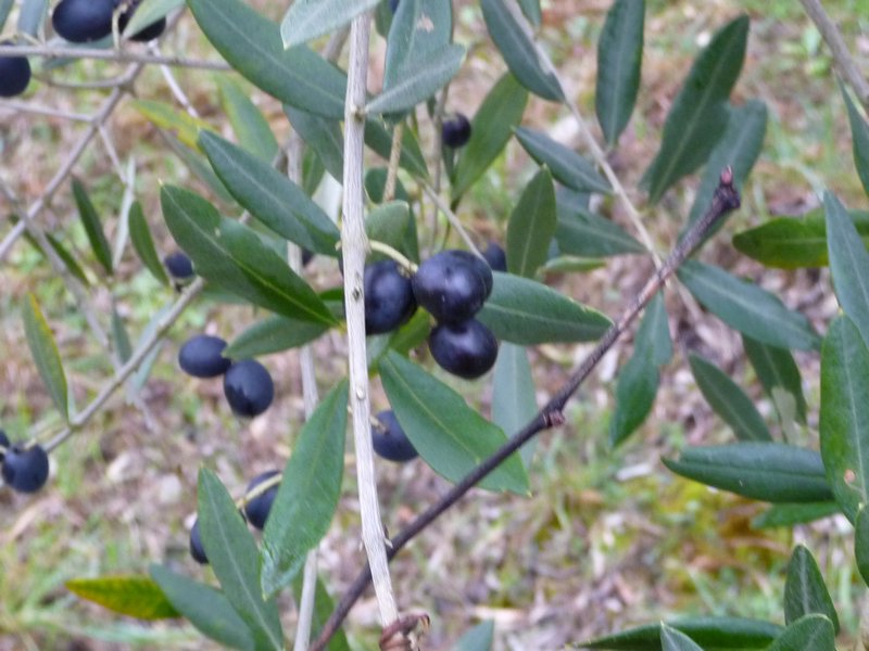 Left over from last years Olive harvest