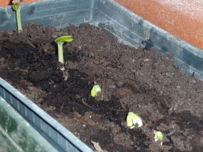 My first seedlings!