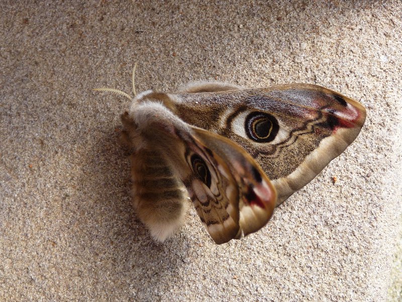 Moth or Butterfly? 