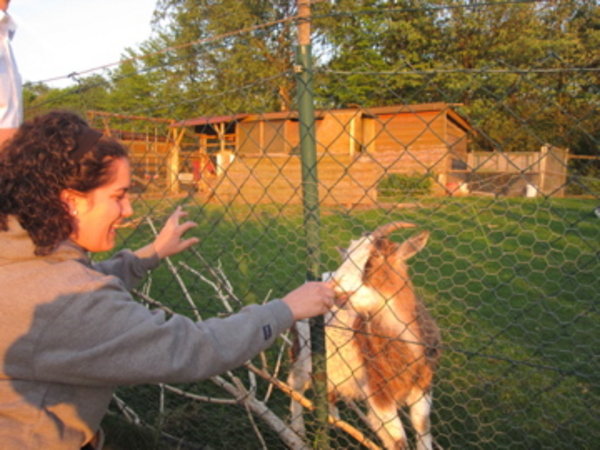 There were goats at dinner!  We named this one Bradford...