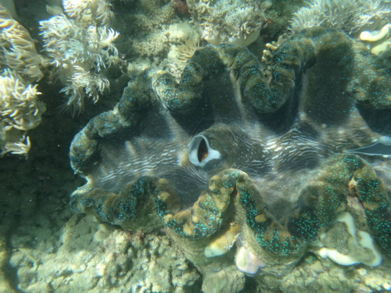 massive giant clams