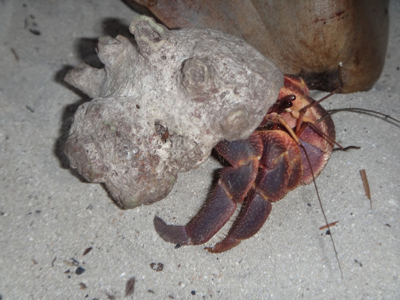 Hermie Crab