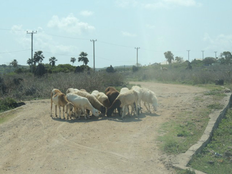 goats on the road