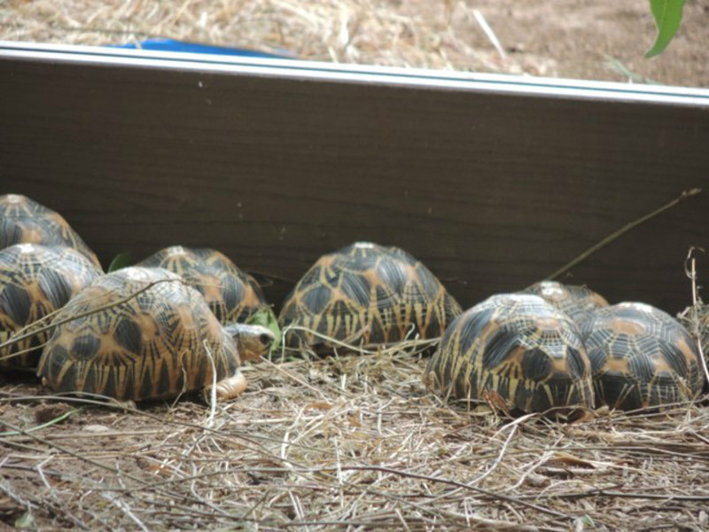 3yr old Tortoises