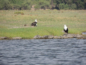 water eagles - massive