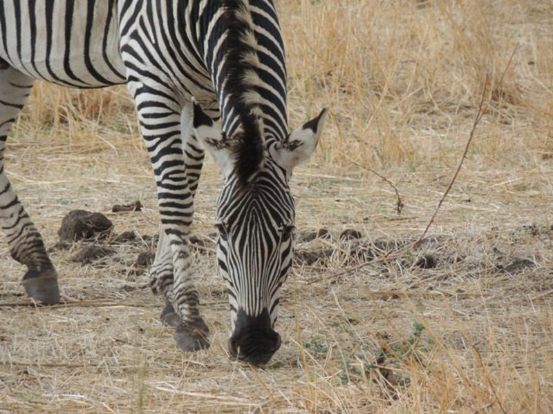 every zebra has unique patterns
