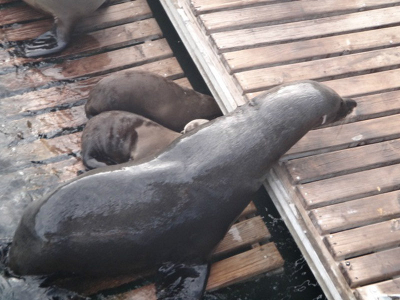 plenty of seals