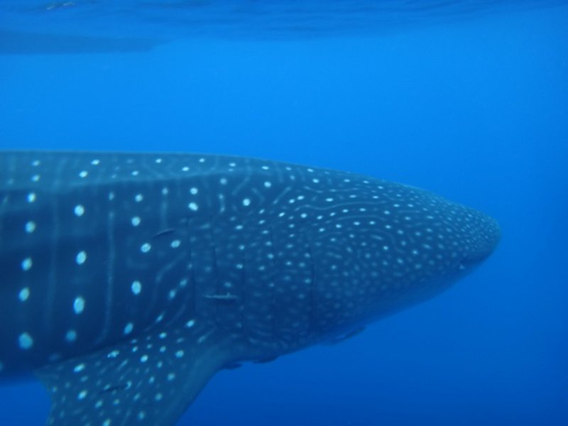 Swimming with the whale shark
