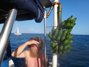 Bananas on board