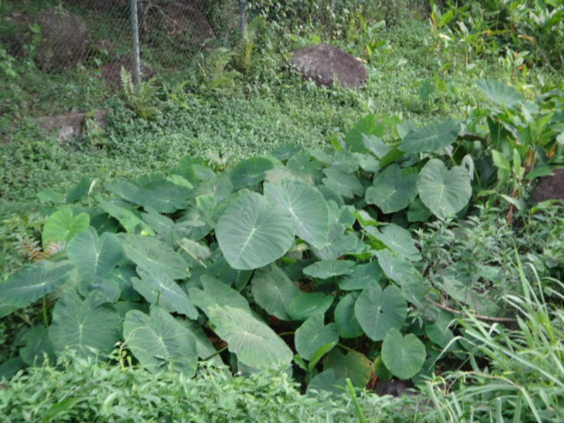 Callaloo plant (like spinach)