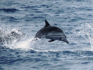 Great dolphin displays