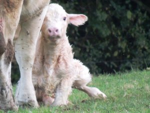 Baby calf born