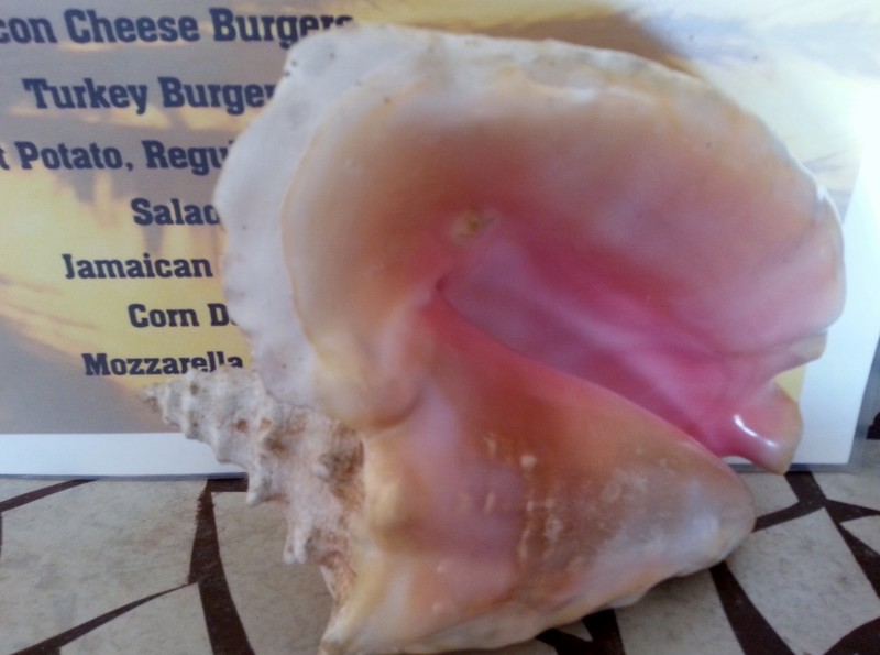 Conch shell - had conch for lunch