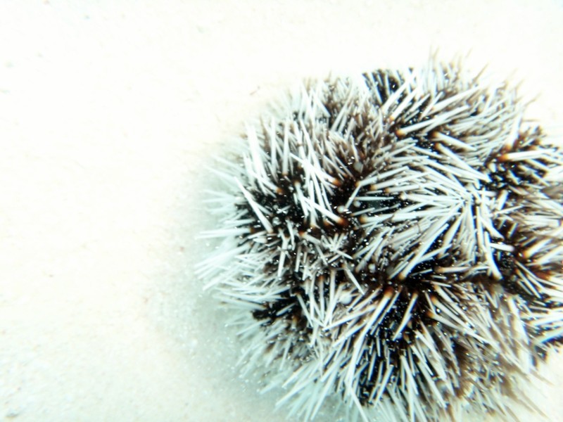 sea urchin underwater