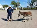 Donkeys have free roaming rights