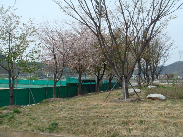Spring in Hwacheon