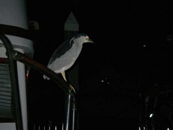 À la marina de St-Augustine, un martin pêcheur nocturne?