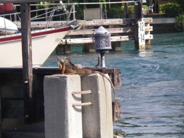Un iguane qui regarde passer les bateaux sous le pont de Boca Raton