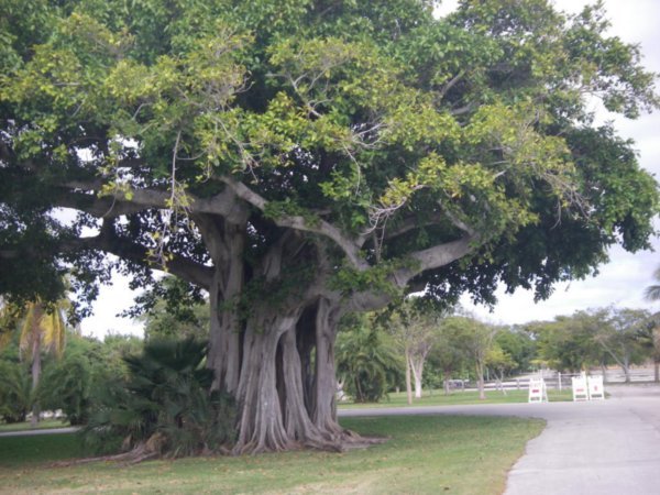 Un bel arbre le long de la piste cyclable qui mène au Village de Key Biscayne