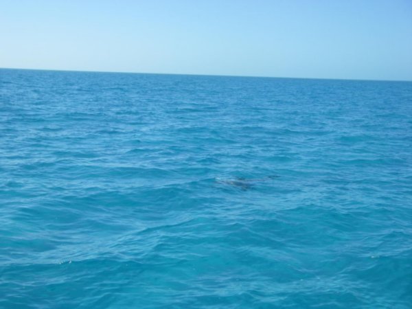 Un ami dauphin (premier être vivant vu dans ces eaux)