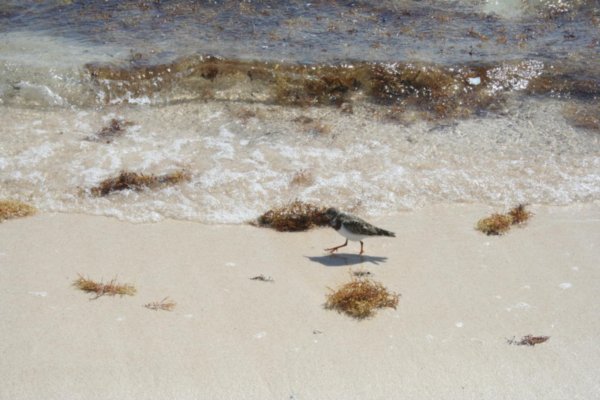 Sur le bord de la plage, on voit des oiseaux    