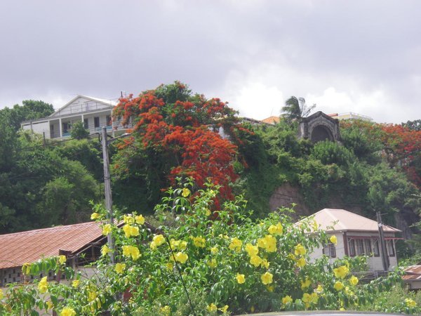 Martinique, l’île aux fleurs        