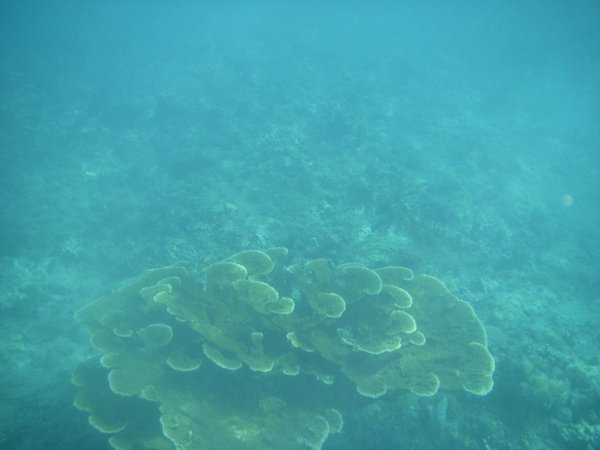 Un « buisson » de corail         