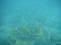 Un « buisson » de corail         