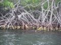 Sur les racines des mangroves, les huitres poussent          