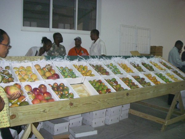 Un aperçu des 200 variétés de mangues de Grenade