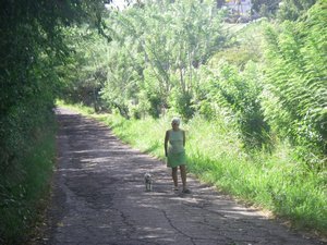Une route perdue sur les hauteurs de la Martinique      