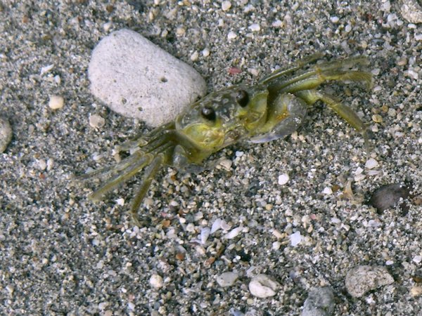 Un petit crabe figé de peur