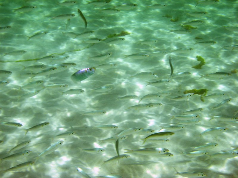 Les bancs de poissons sont légions aux abords de la plage de Grand Anse