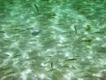 Les bancs de poissons sont légions aux abords de la plage de Grand Anse