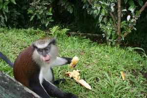 Les singes du parc national       